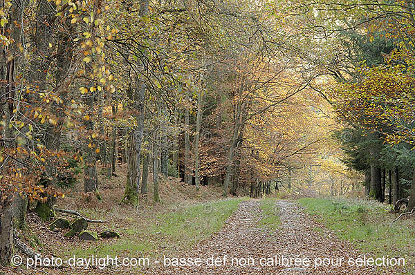 bois en automne